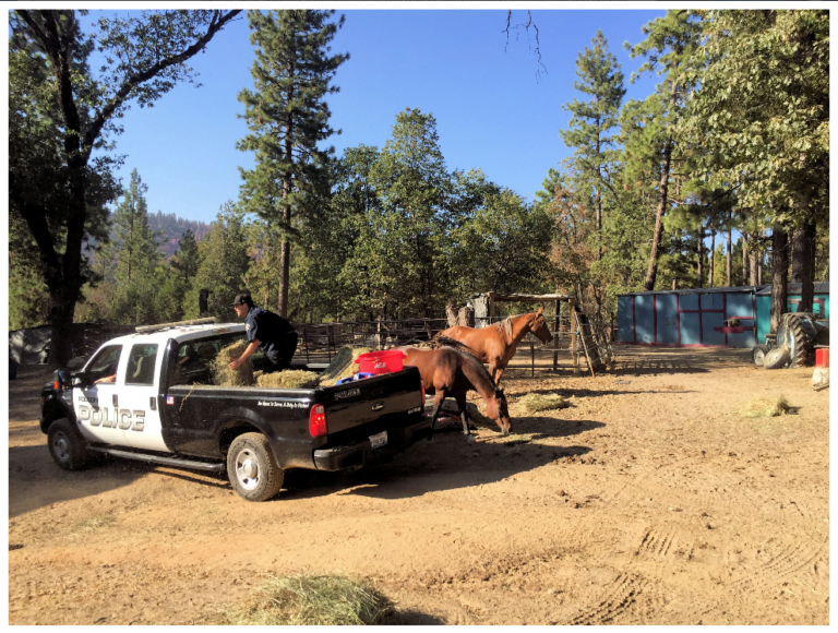 Rescue Roub California Club Assists Animal Rescue Group with Communication Support ...